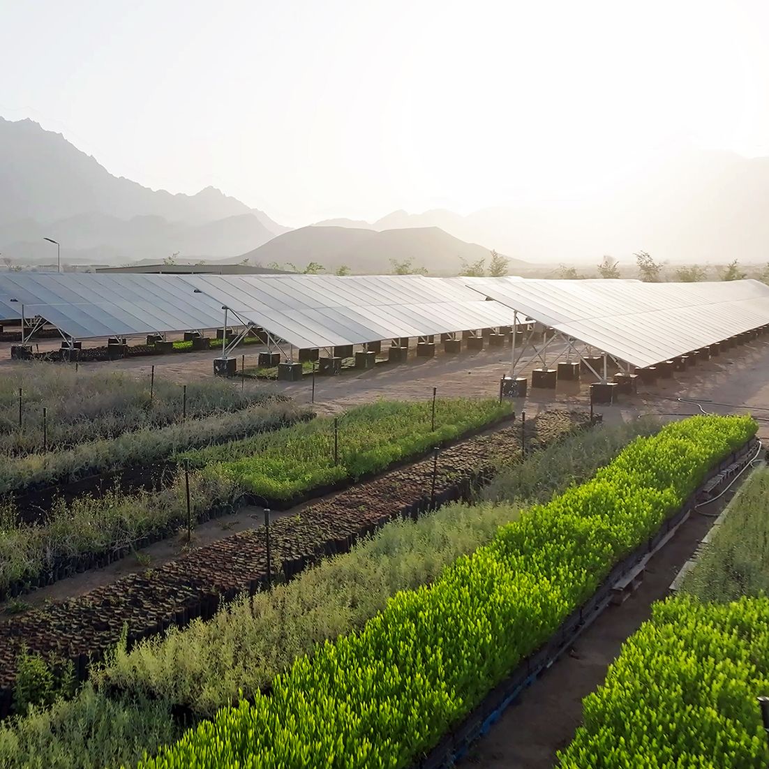 NEOM_Solar_Panels_16x16@175dpi