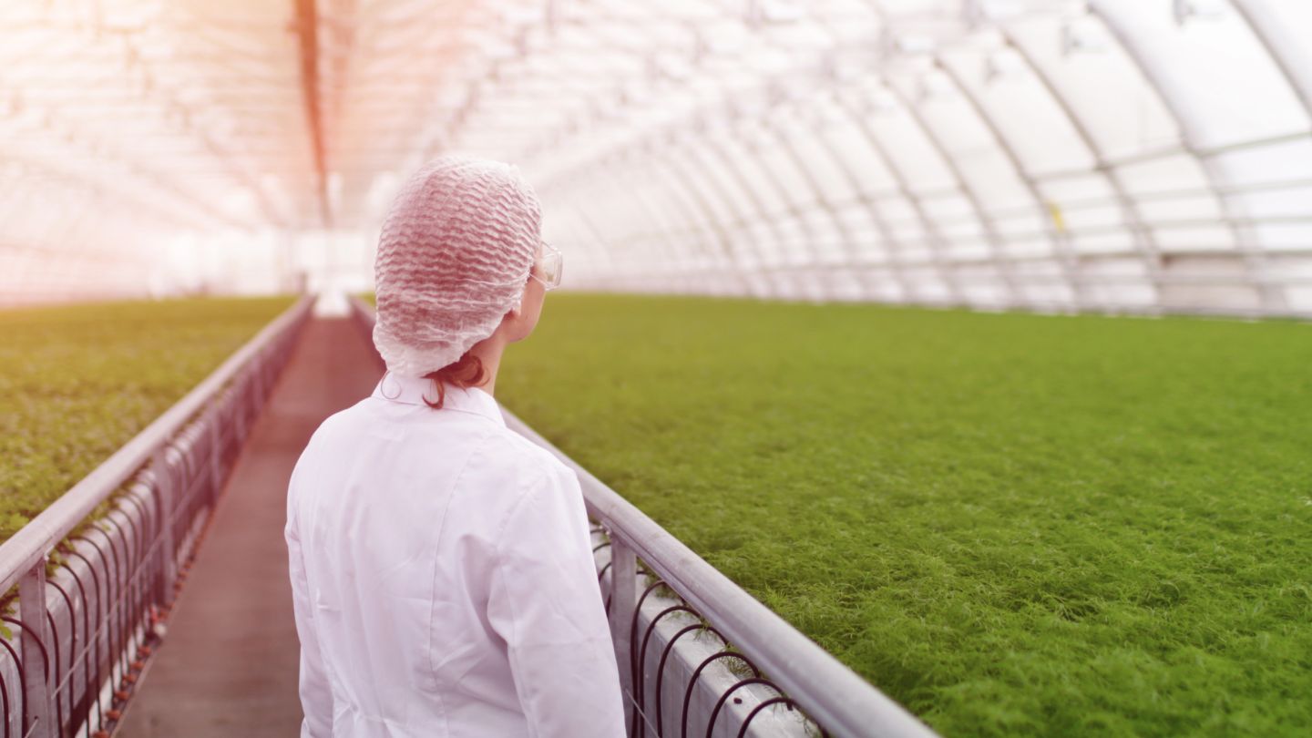 Greenhouse building in NEOM