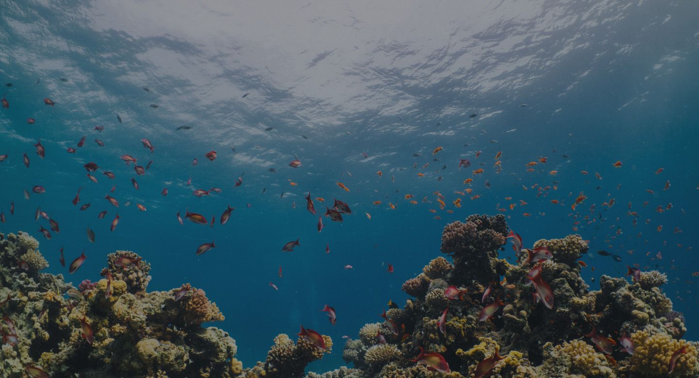 Marine life at Sindalah Marina