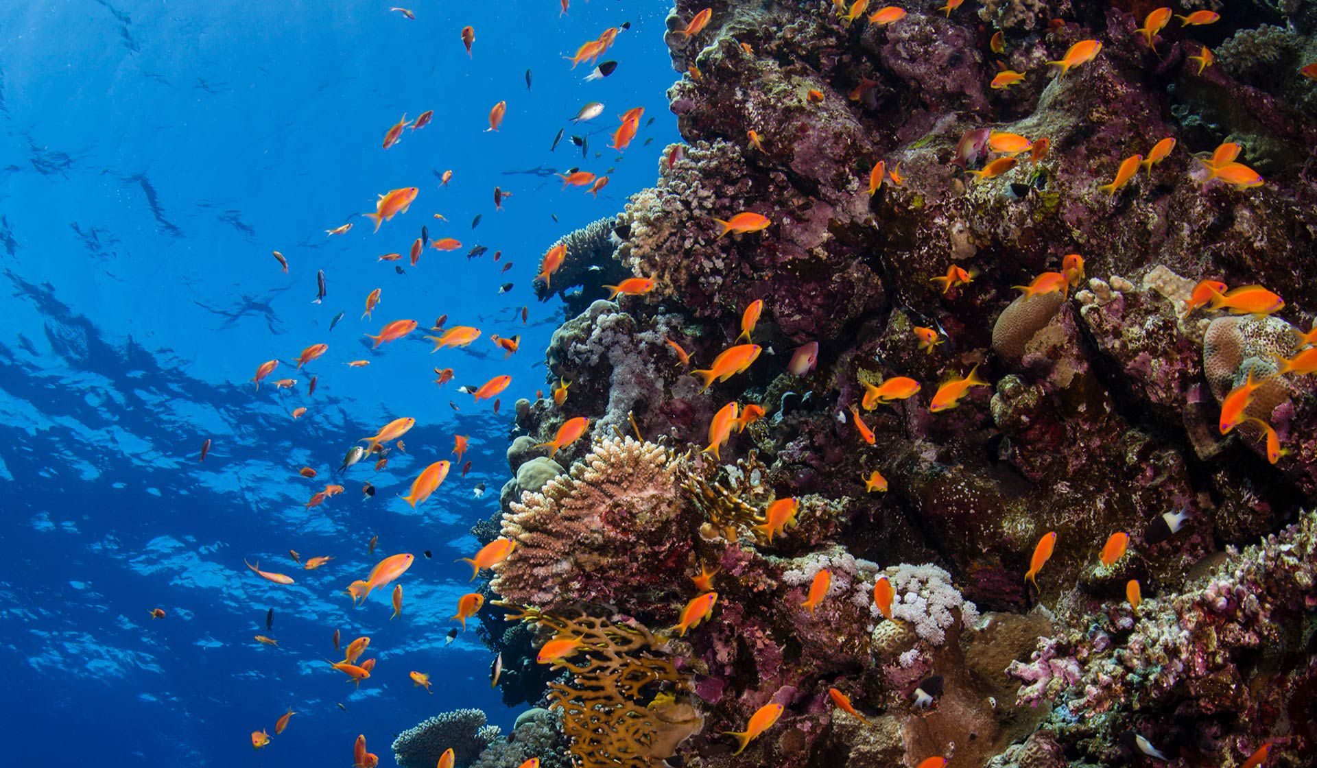 CORAL REEF RESTORATION