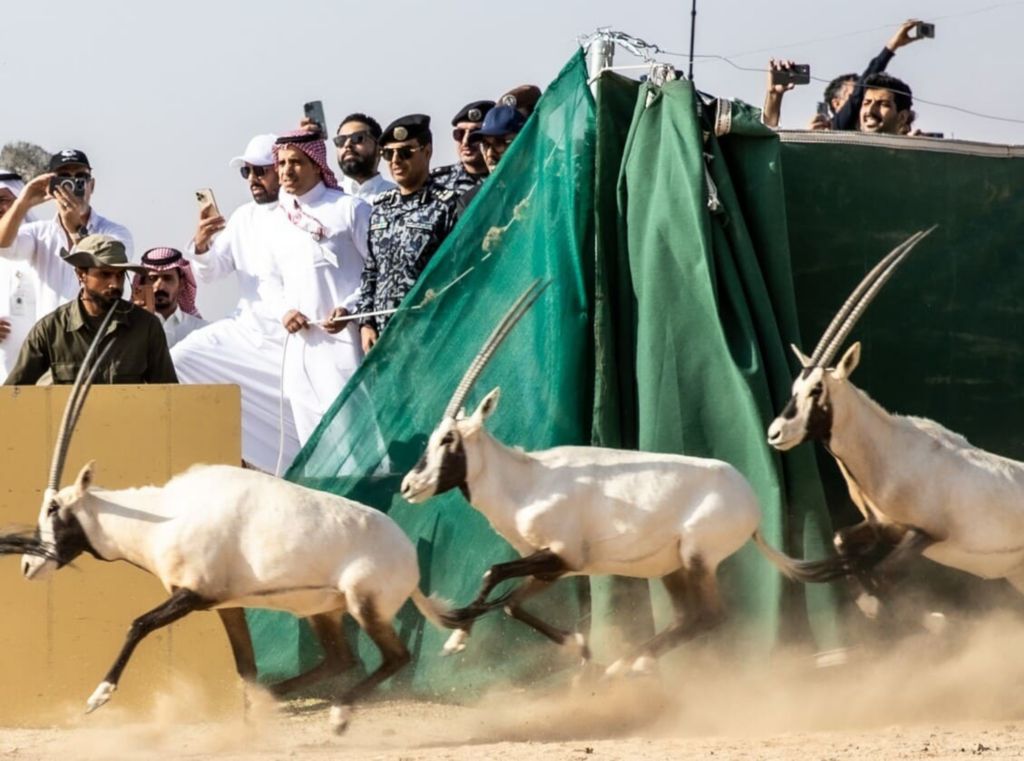 oryx-walk-sands-of-neom