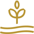 Plant nature icon